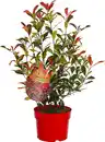 Bild 1 von Glanzmispel Photinia Devils Dream H 40 - 60 cm, 4 L Container