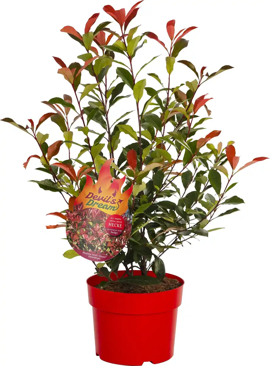 Bild 1 von Glanzmispel Photinia Devils Dream H 40 - 60 cm, 4 L Container