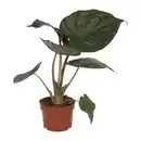 Bild 3 von GARDENLINE Premium-Grünpflanze