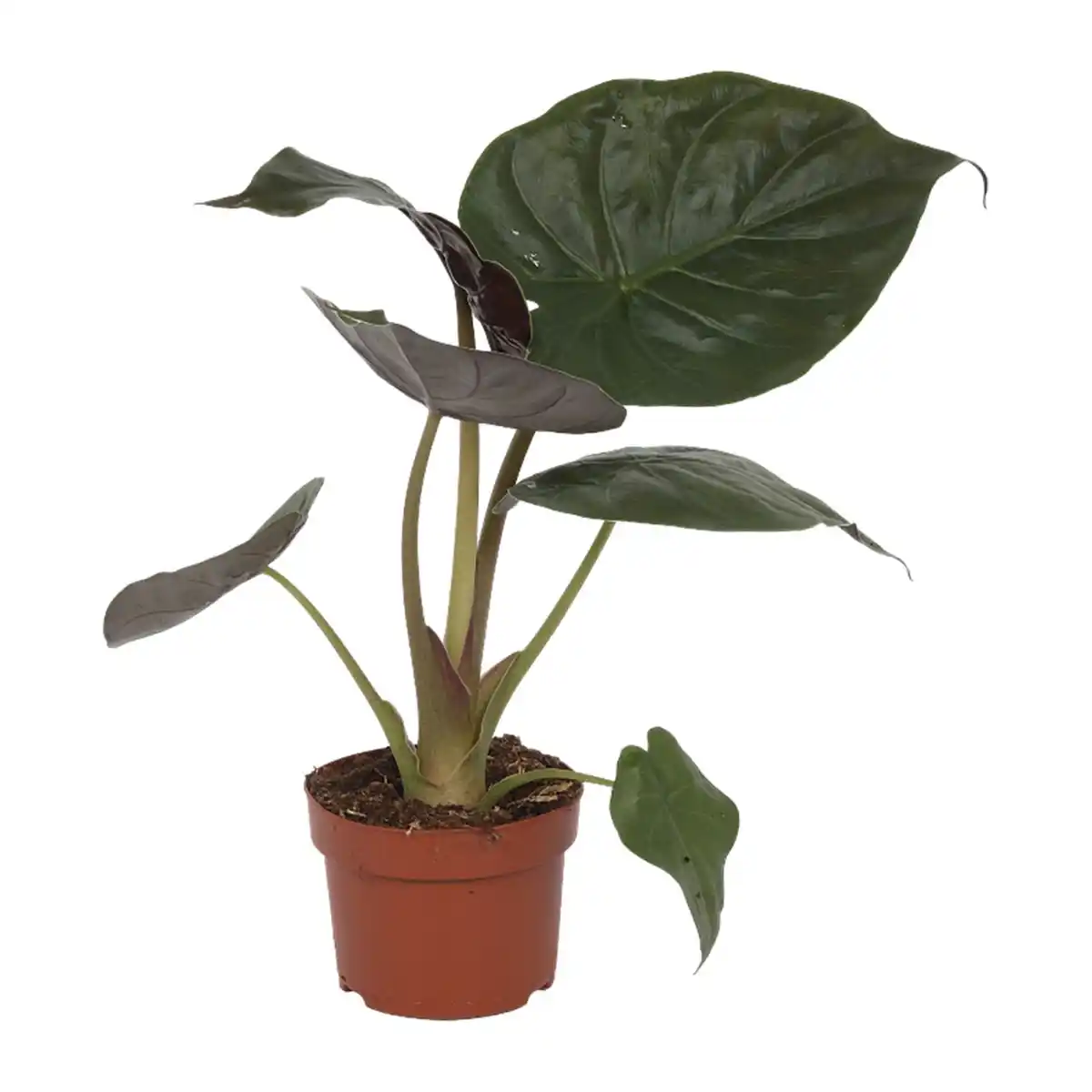 Bild 3 von GARDENLINE Premium-Grünpflanze