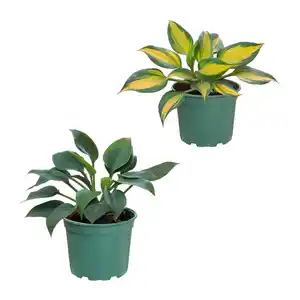 GARDENLINE Hosta-Mix