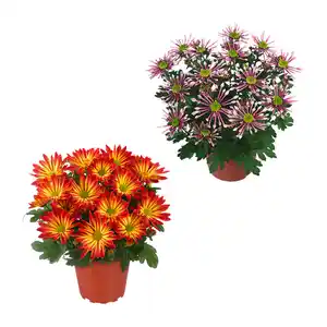 GARDENLINE Chrysantheme