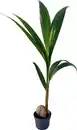 Bild 1 von Kokosnusspalme Cocos Nucifera H 120-130 cm, 19 cm Topf