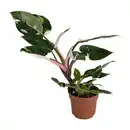 Bild 2 von GARDENLINE Premium-Grünpflanze
