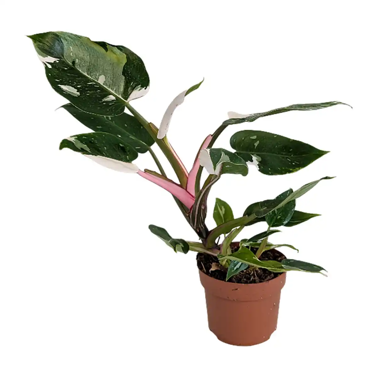 Bild 2 von GARDENLINE Premium-Grünpflanze