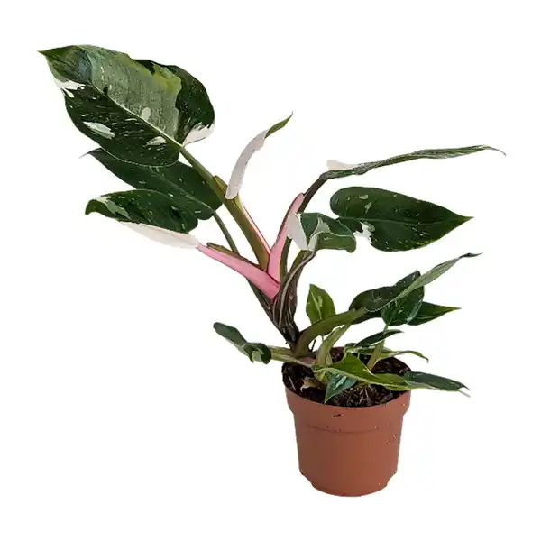 Bild 2 von GARDENLINE Premium-Grünpflanze