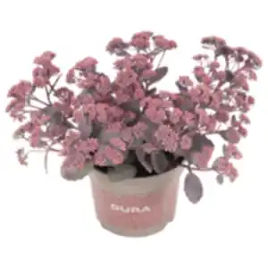 Sedum