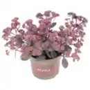 Bild 1 von Sedum