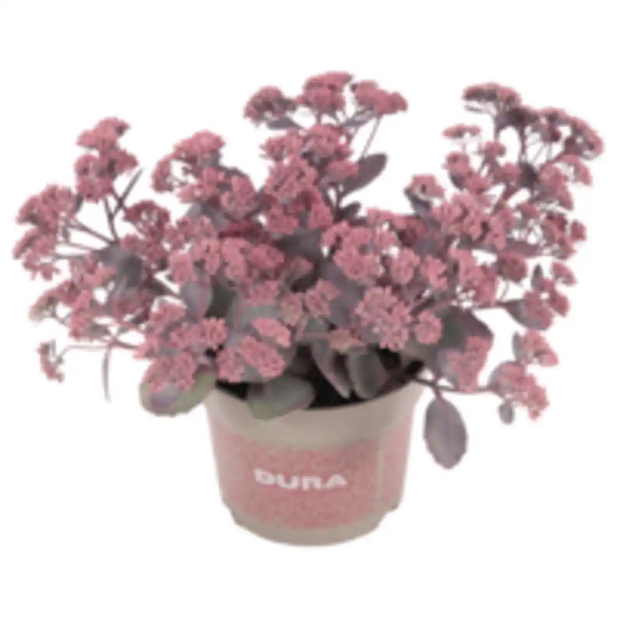 Bild 1 von Sedum