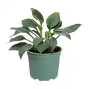 Bild 2 von GARDENLINE Hosta-Mix