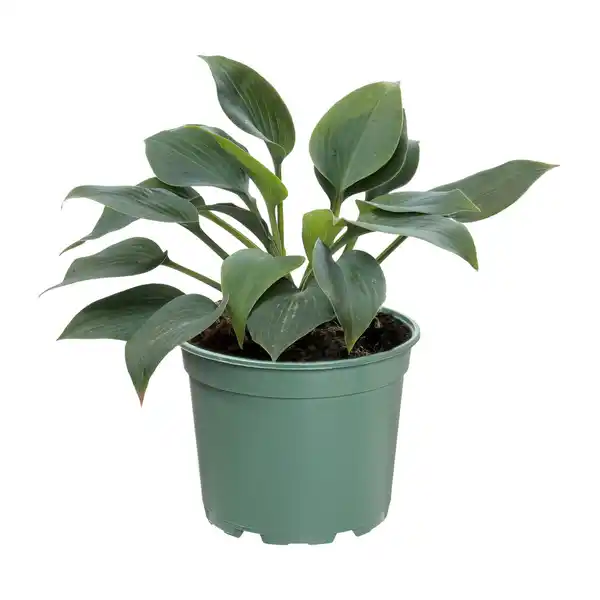 Bild 2 von GARDENLINE Hosta-Mix