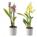 Bild 1 von Orchidee „Exotisch“
