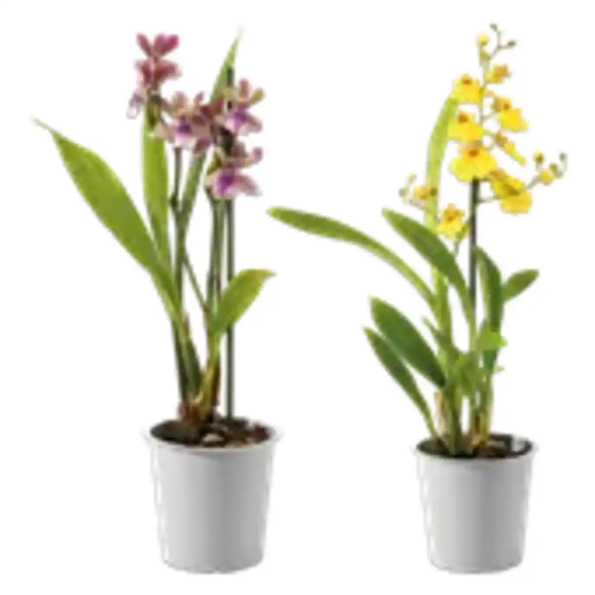 Bild 1 von Orchidee „Exotisch“