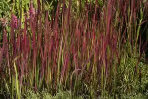 Japanisches Blutgrad Imperata cyl. Red Baron 17 cm Topf