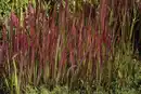 Bild 1 von Japanisches Blutgrad Imperata cyl. Red Baron 17 cm Topf