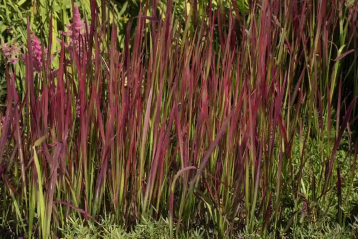 Bild 1 von Japanisches Blutgrad Imperata cyl. Red Baron 17 cm Topf