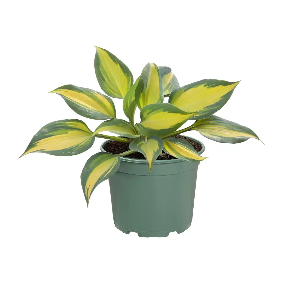 Bild 4 von GARDENLINE Hosta-Mix