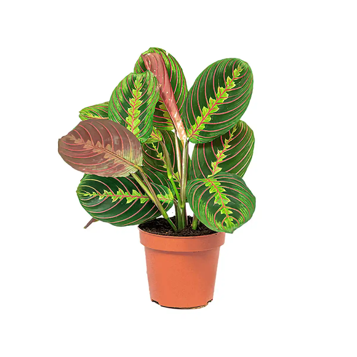 Bild 4 von GARDENLINE Premium-Grünpflanze