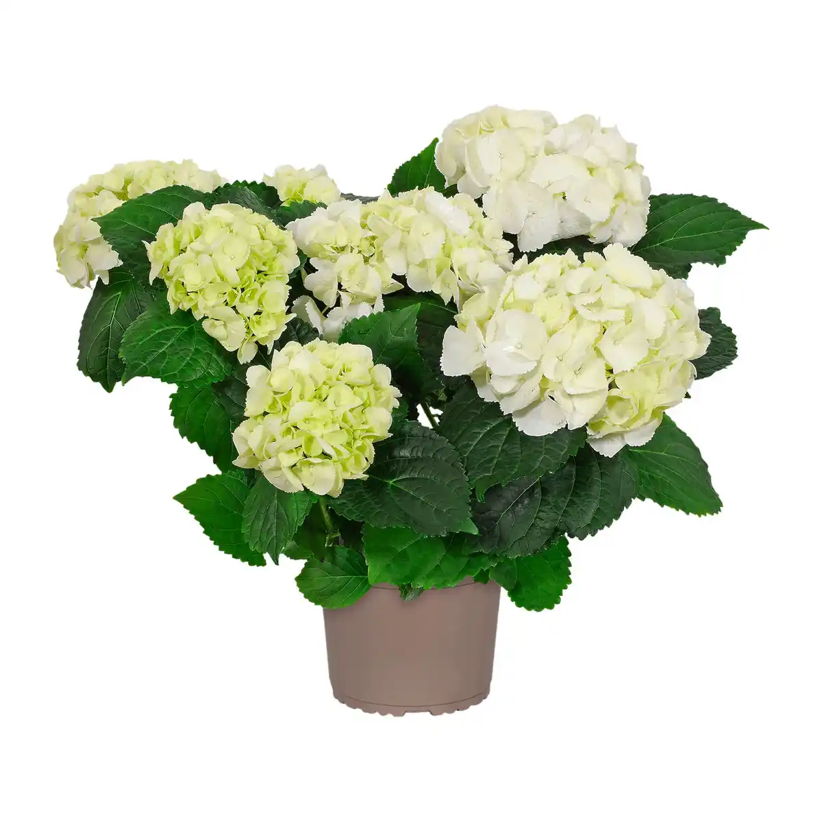 Bild 4 von GARDENLINE Gartenhortensie