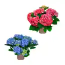 Bild 1 von GARDENLINE Gartenhortensie