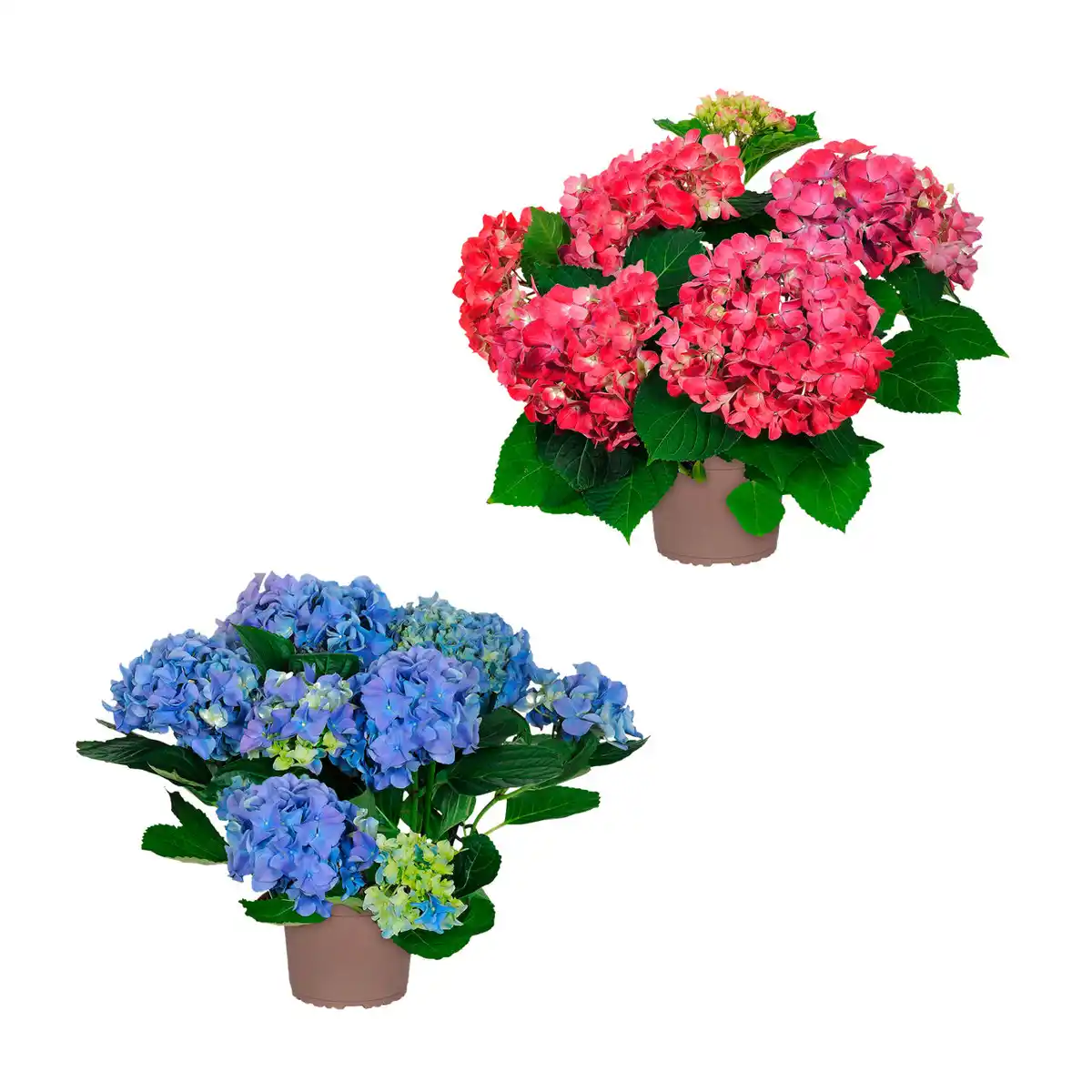 Bild 1 von GARDENLINE Gartenhortensie