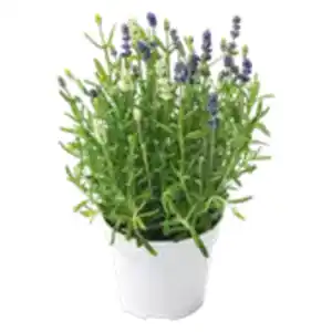Lavendel Twins
