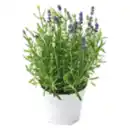 Bild 1 von Lavendel Twins