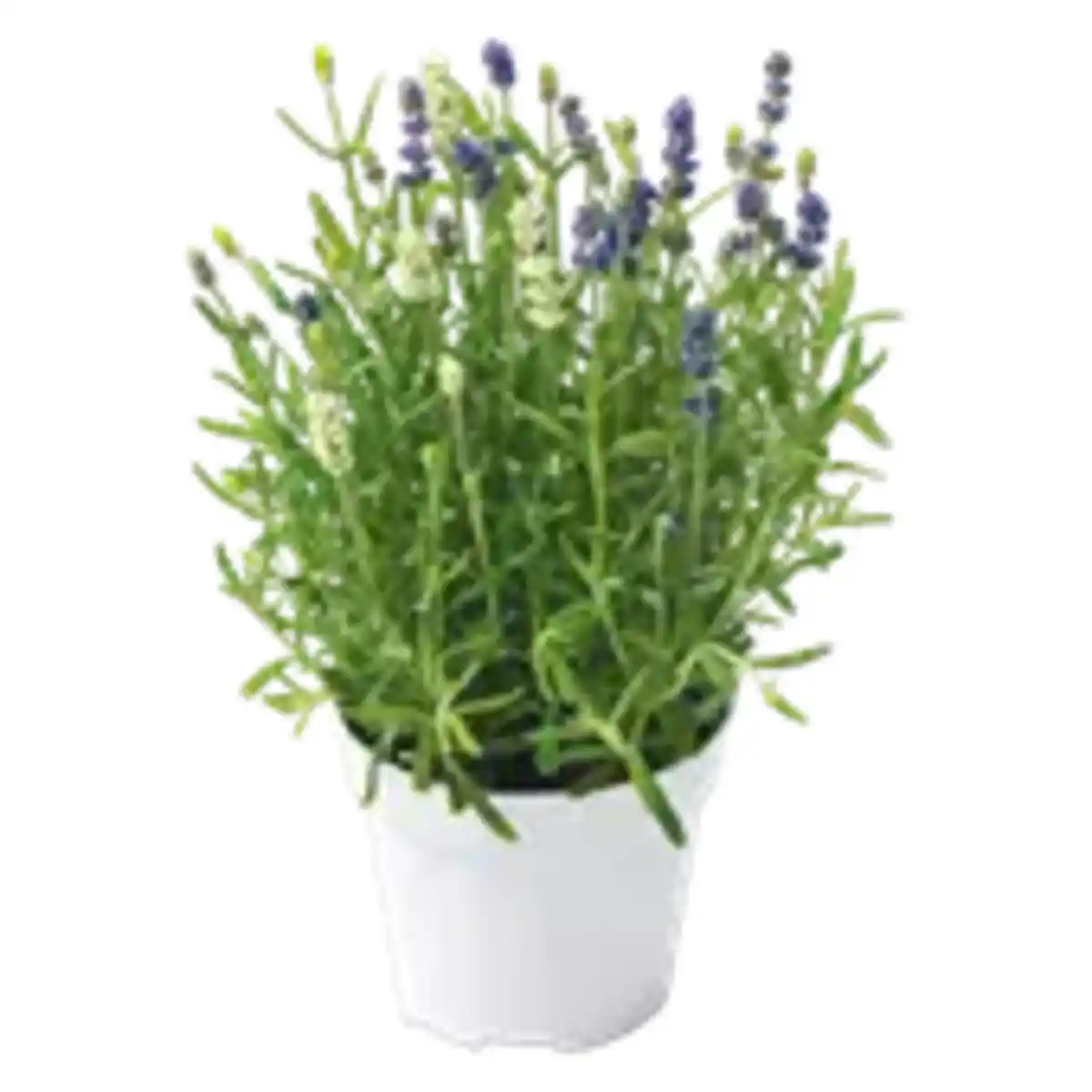 Bild 1 von Lavendel Twins