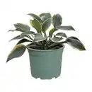 Bild 3 von GARDENLINE Hosta-Mix