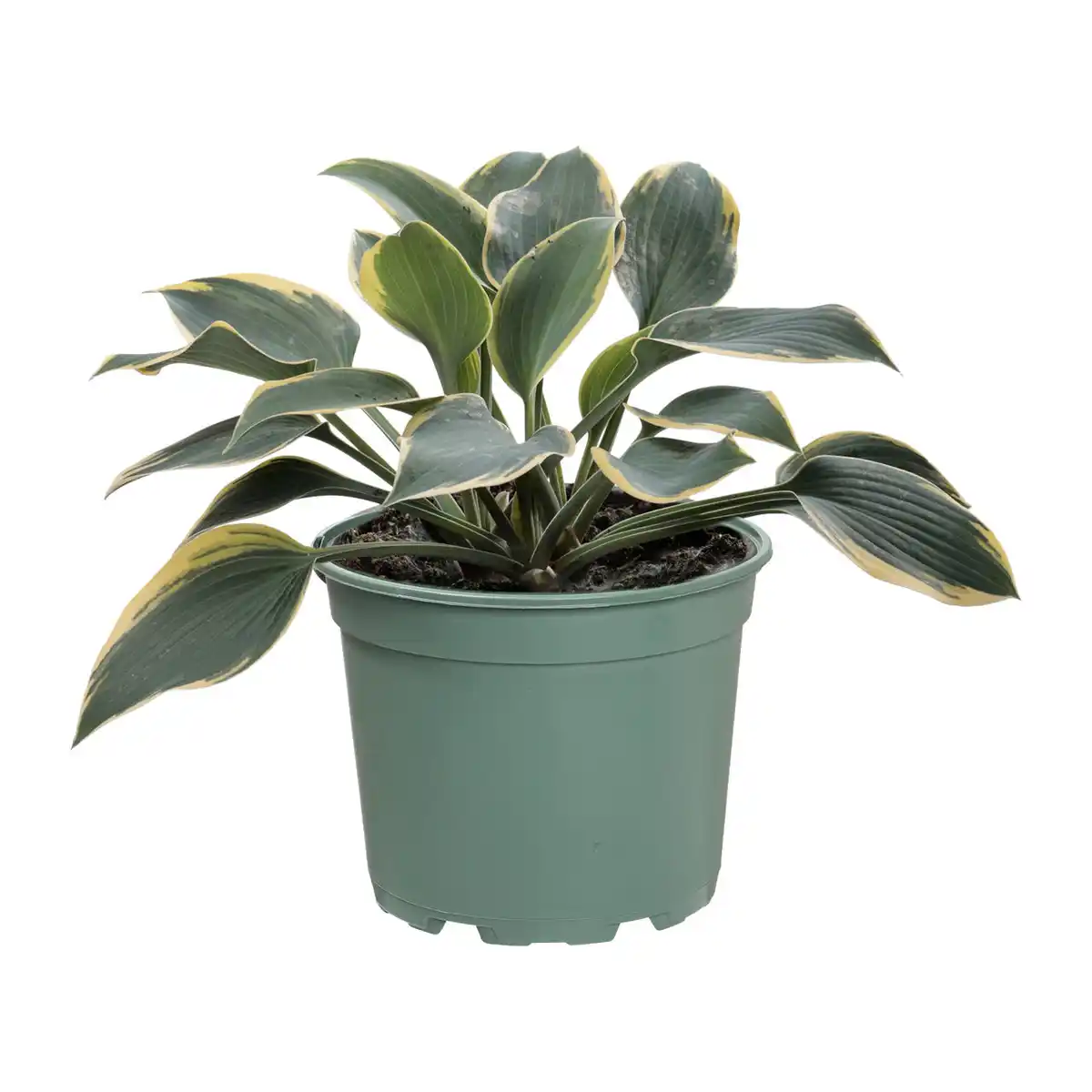 Bild 3 von GARDENLINE Hosta-Mix