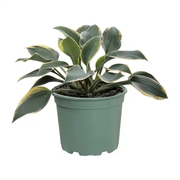 Bild 3 von GARDENLINE Hosta-Mix