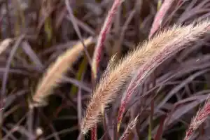 Rotes Federborstengras Pennisetum setaceaum Rubrum 17 cm Topf