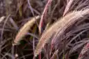 Bild 1 von Rotes Federborstengras Pennisetum setaceaum Rubrum 17 cm Topf