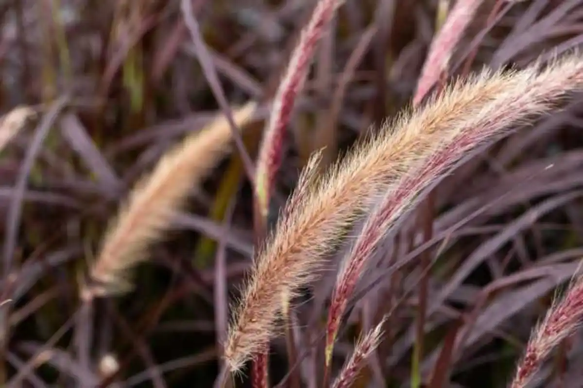 Bild 1 von Rotes Federborstengras Pennisetum setaceaum Rubrum 17 cm Topf