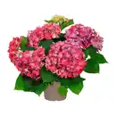 Bild 2 von GARDENLINE Gartenhortensie