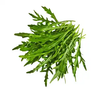 Rucola