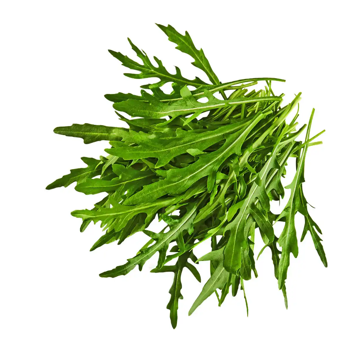 Bild 1 von Rucola