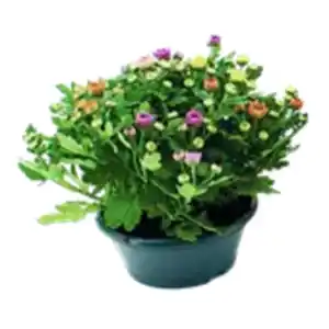 Mehrfarbige Chrysanthemen Schale