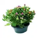 Bild 1 von Mehrfarbige Chrysanthemen Schale