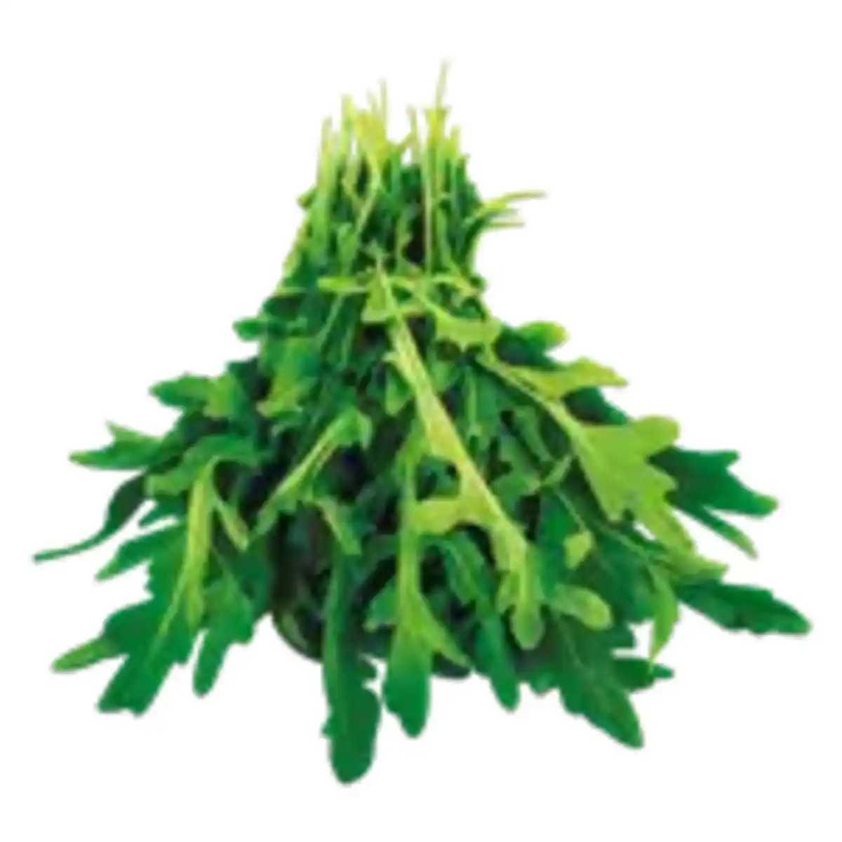 Bild 1 von GO Regio Deutscher Rucola