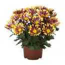 Bild 3 von GARDENLINE Chrysantheme