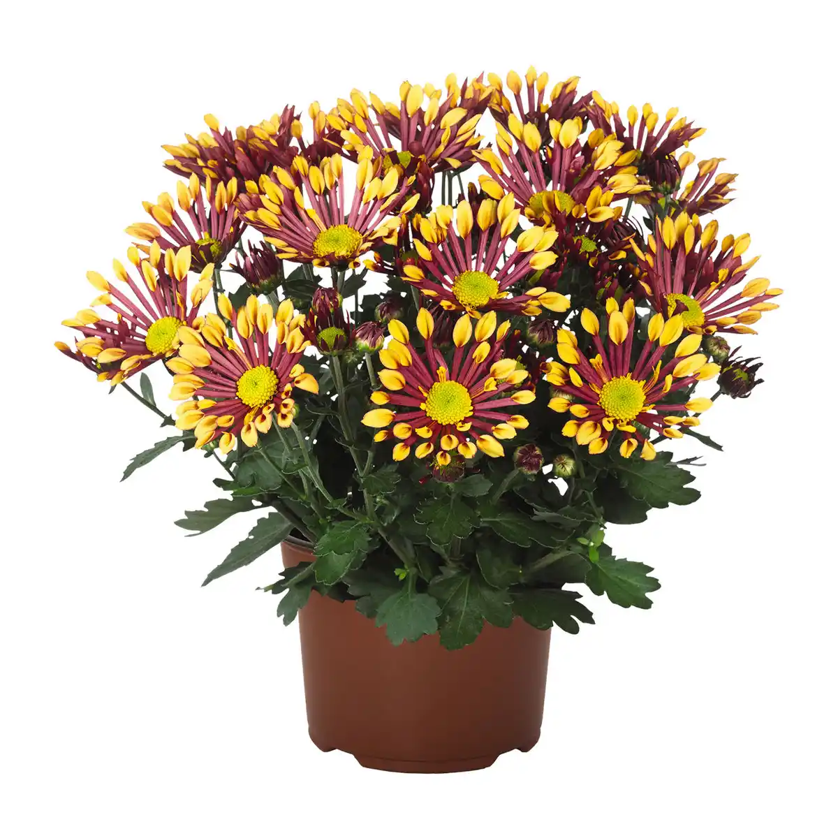 Bild 3 von GARDENLINE Chrysantheme