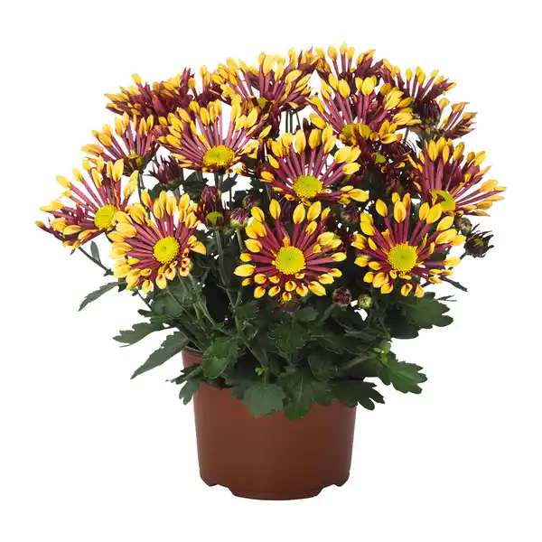 Bild 3 von GARDENLINE Chrysantheme