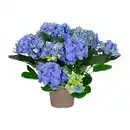Bild 3 von GARDENLINE Gartenhortensie
