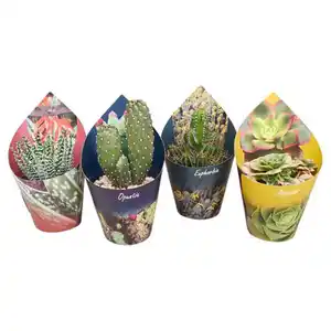 GARDENLINE Kakteen und Sukkulenten 10,5 cm