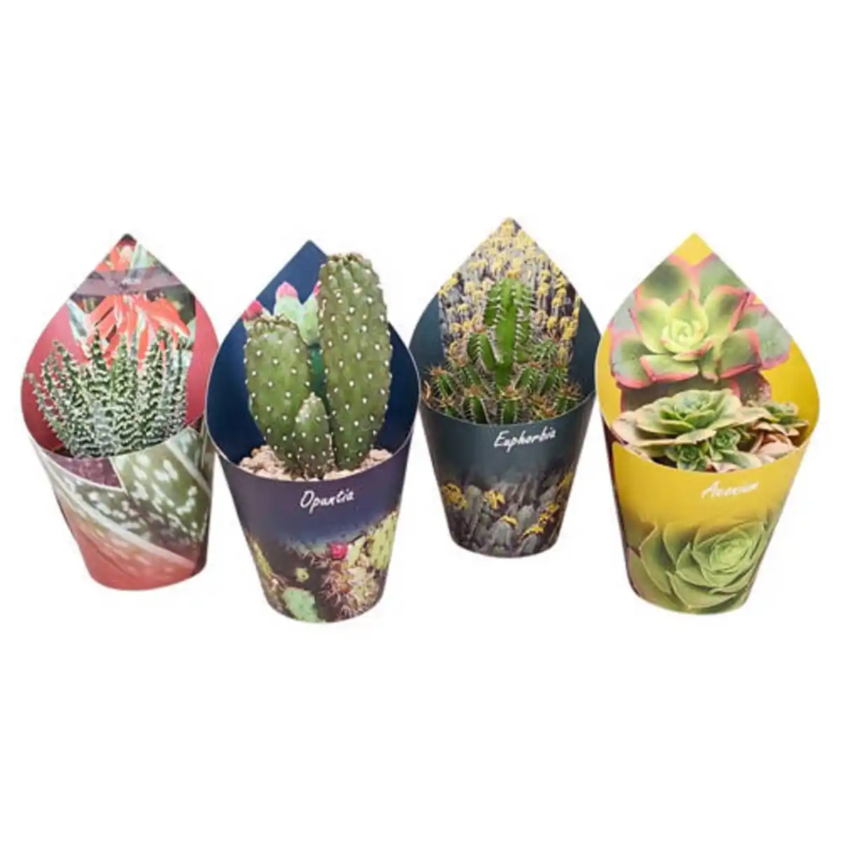 Bild 1 von GARDENLINE Kakteen und Sukkulenten 10,5 cm