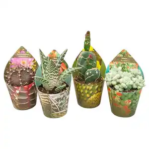 GARDENLINE Kakteen und Sukkulenten 6,5 cm