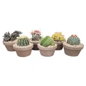 GARDENLINE Kakteen im Basalttopf