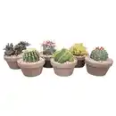Bild 1 von GARDENLINE Kakteen im Basalttopf