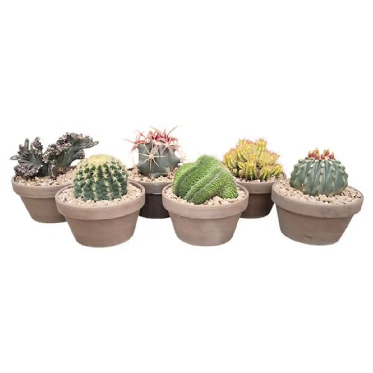 Bild 1 von GARDENLINE Kakteen im Basalttopf